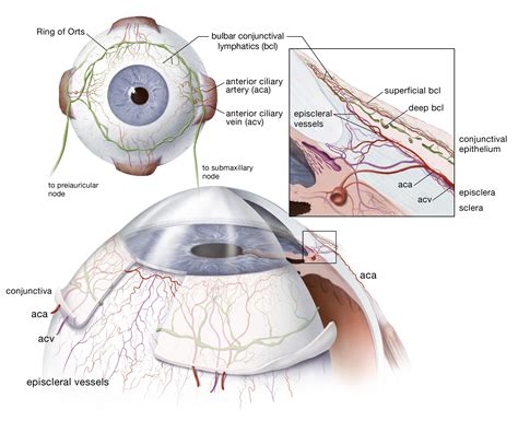 Eye Anatomy Conjunctiva Sclera