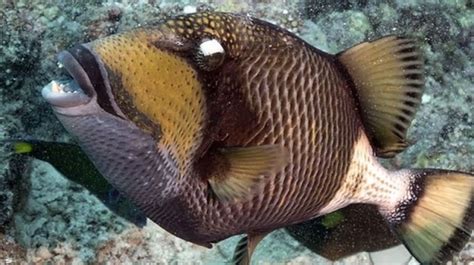 Dijuluki Titan Triggerfish Ikan Ini Bisa Berburu Hingga Ke Darat
