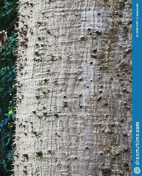 brisbane botanic garden silk floss tree bark stock image image of plaster brown 209812401