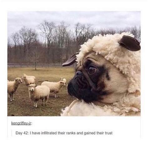 101 Lovable Pug Memes That Are Too Puggin Cute