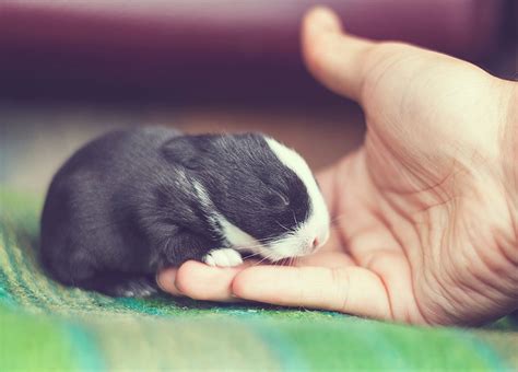 Photographer Documents His Baby Bunnies Growing Up For 30 Days Demilked