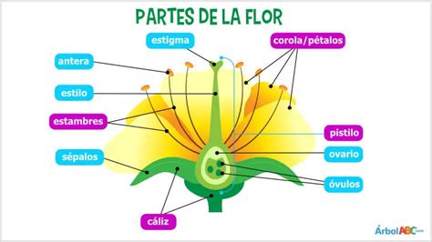 Centro De Una Flor Funciones Y Partes Del Receptáculo Floral TeleFlor