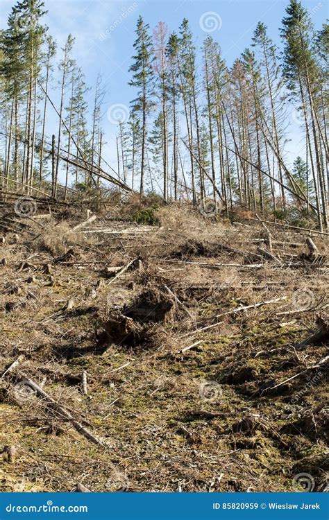 Forest Being Cut Down Turning Into A Dry Lifeless Field Stock Image