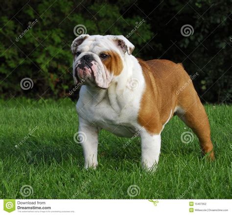 Male English Bulldog Stock Photography Image 15407952