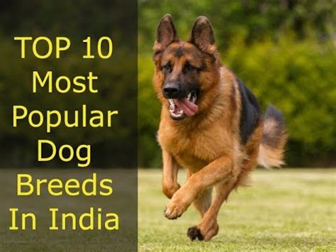 Know the best dog breeds which are apt for those living in small quarters and apartments in india. Top 10 Most Popular Dog Breads In India | Cheapest ...