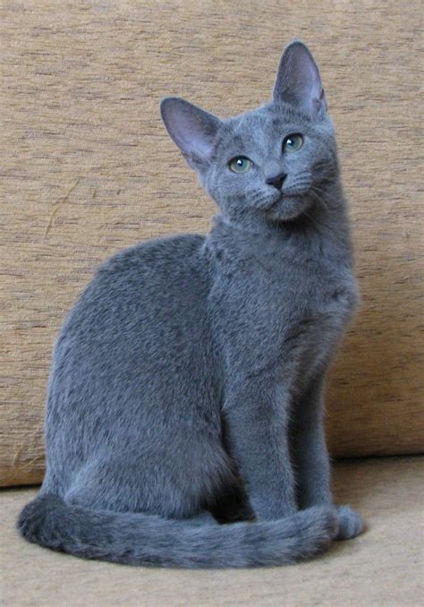 83 best images about "Love My Russian Blue Cats" on Pinterest | Cats