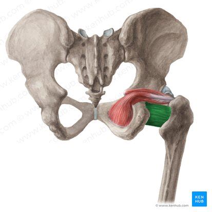 Hip Musculature Anatomy Function And Clinical Aspects Kenhub My Xxx