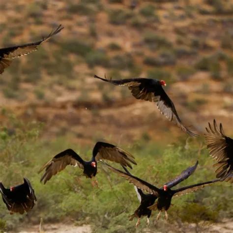 More Than 150 Endangered Vultures Were Poisoned In Africa American Post