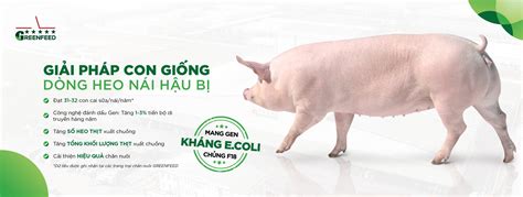 Heo Giống Hậu Bị Greenfeed Lớn Mạnh Từ Con Giống ưu Việt Năng Suất Greenfeed Việt Nam