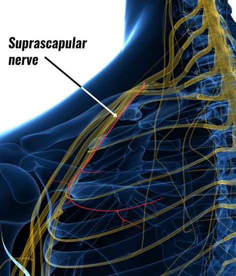 Suprascapular Nerve Brachial Plexus