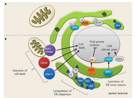 Figure 2 From The ER Mitochondria Calcium Cycle And ER Stress Response