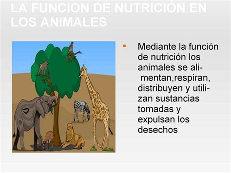 La Nutricion De Los Animales Y Plantas Dinami