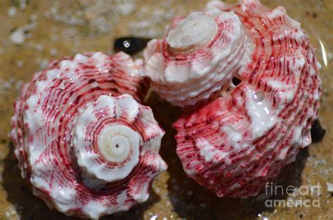 Red Sea Shells Photograph By Carol Mcgunagle