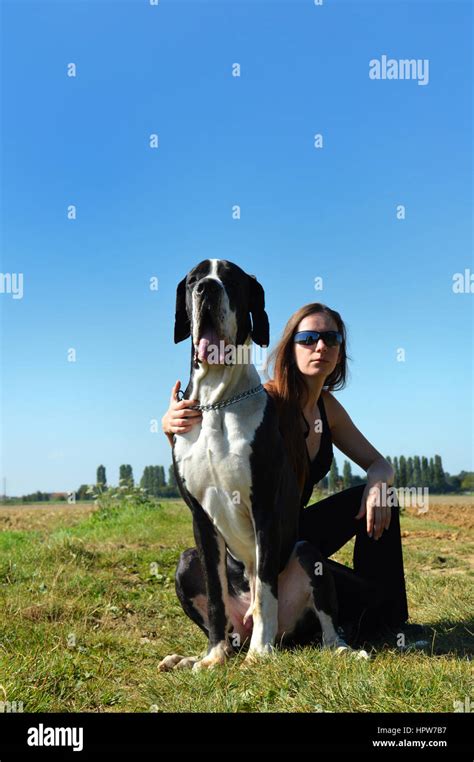 Beautiful Young Woman With A Great Dane Stock Photo Alamy