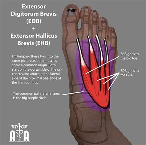 Extensor Digitorum Brevis Google Da Ara