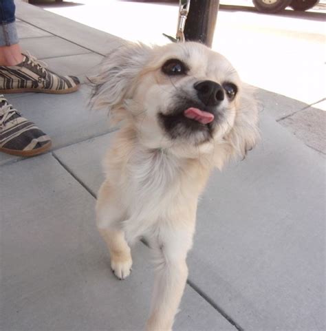 Dog Of The Day Jed The Papillondachshund Mix The Dogs Of San Francisco