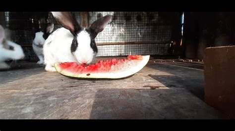Can Rabbits Eat Watermelon 🤔🤔 Youtube