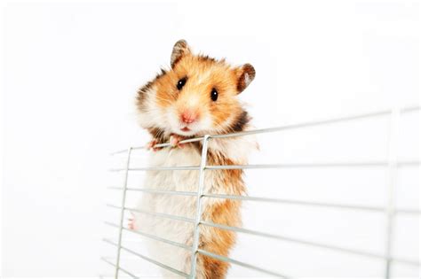 10 Best Hamster Cages Reviews And Guide Pet Comments