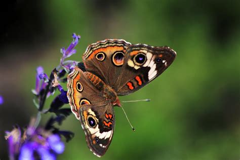 Common Buckeye Butterfly Photograph By Carol Montoya Pixels