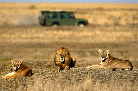 Vacations To Serengeti National Park Custom Made