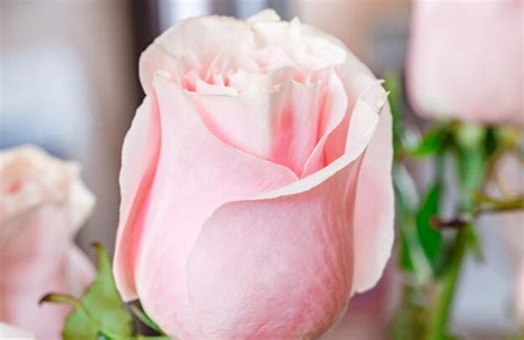 Premium Photo Rosebud Pink Flower Petals Closeup Selective Focus
