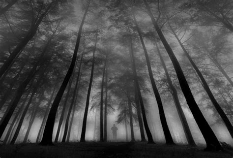 45 Deep Forest Photographs Incredible Snaps
