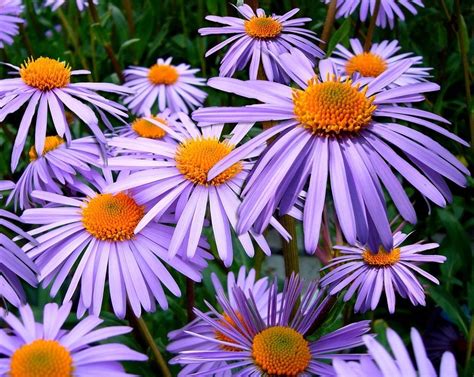 Fleur Violette La Liste Des 35 Plus Belles Plantes Pour Votre Jardin