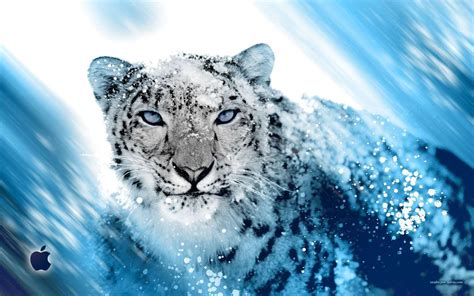 Snow Leopard Wallpapers 1280x800 Wallpaper Cave