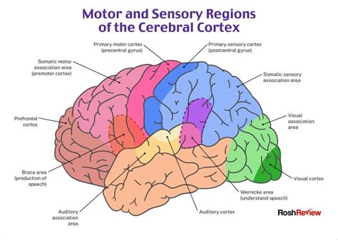 Motor And Sensory Regions Of The Cerebral Cortex Psychiatry Nursing
