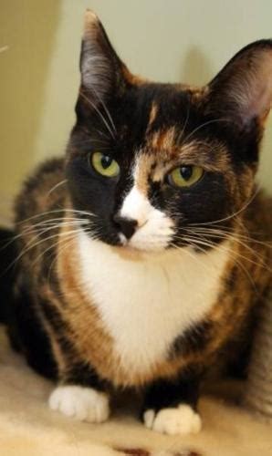 Young Female Cat - Domestic Short Hair Calico: "Miss Meow" for sale in