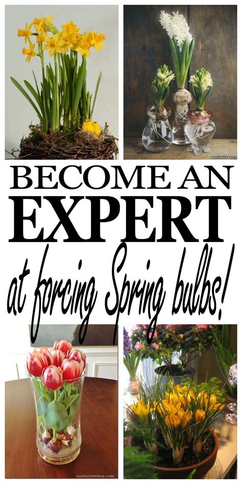 Learn To Plant Potted Bulbs Indoors And Force Them To Flower For