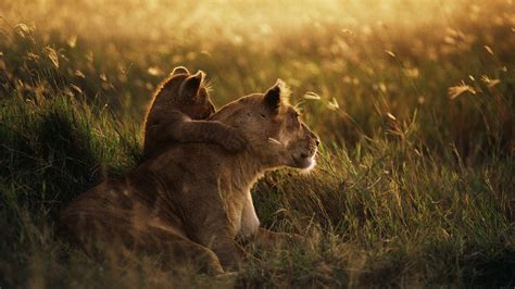 Download Wallpaper 1920x1080 Lioness Lion Sunset Baby Care Grass