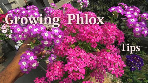 How To Grow Phlox Phlox Planting And Care Tips Spring Summer