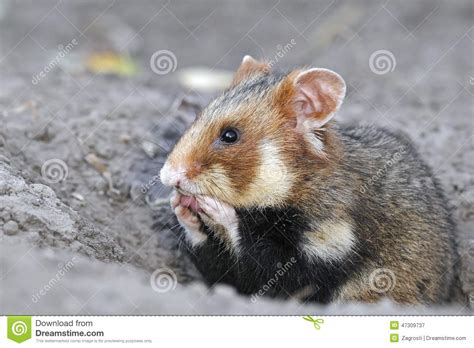 Field Hamster Profile Hand Washandquo Stock Image Image Of Bunting