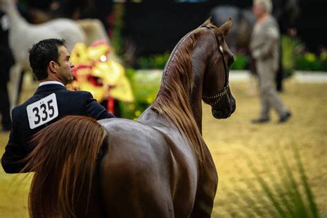 2014 Abwc Gallery The Arabian Breeders World Cup Arabian Horse