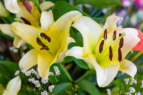 14 Cutting Garden Flowers For Stunning Homegrown Blooms Gardeningetc