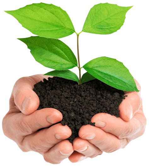 Soil In Hands Png Transparent Image Download Size 1080x1216px