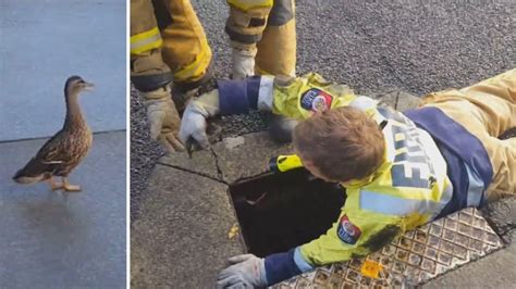 Anxious Duck Mom Looks On As Ducklings Rescued From Drain Latest News