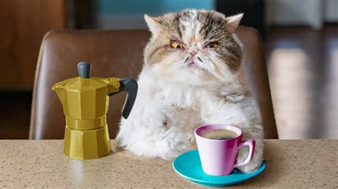 Cats who drink too much coffee can suffer from caffeine poisoning. Catfinated - When Cats Drink Coffee - 1Funny.com