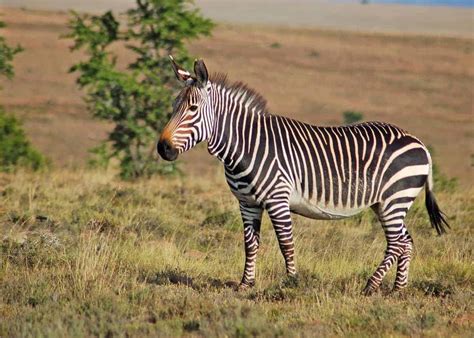 They usually live in treeless grasslands and savanna woodlands and are absent from deserts, rainforests, and wetlands. 60 Zebra Facts for Animal Lovers and Africa Travelers (All ...