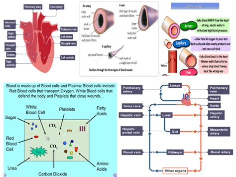 Aqa Gcse Biology Circulatory System And Blood Revision Mat Teaching