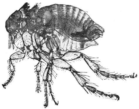 Daphnia are members of the order cladocera, and are one of t. Chihuahua Flea Treatment and Prevention