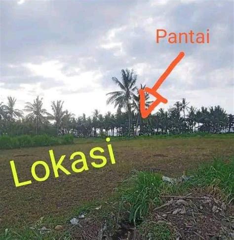 Dijual Tanah Sawah Total Luas 1 Hektare IDRumah