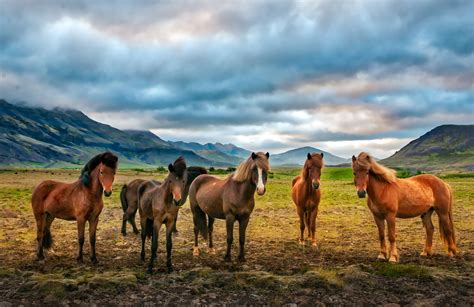Iceland Horse Wallpapers Top Free Iceland Horse Backgrounds