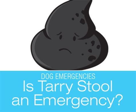 Is Tarry Stool An Emergency Digested Blood In Dog Poop