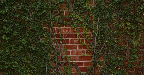 ✓ free for commercial use ✓ high quality images. Ideas for Hiding an Exterior Brick Wall | eHow UK