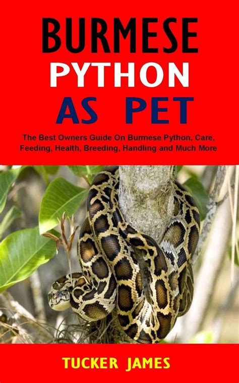 Buy Burmese Python As Pet The Best Owners Guide On Burmese Python
