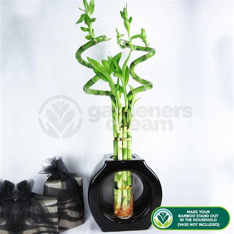 30cm Lucky Bamboo 5 Spiral Stems Indoor Plant Pot Garden Windowsill