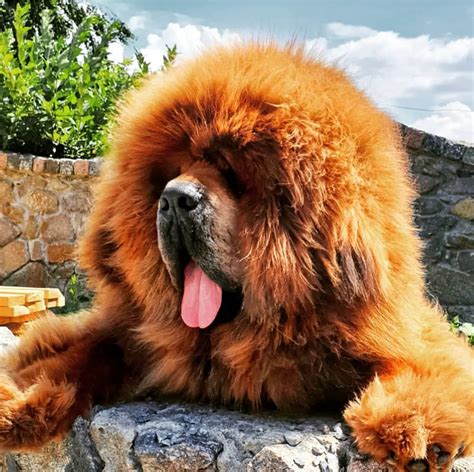 17 Pictures Of Tibetan Mastiffs You Will Be Scared The Paws