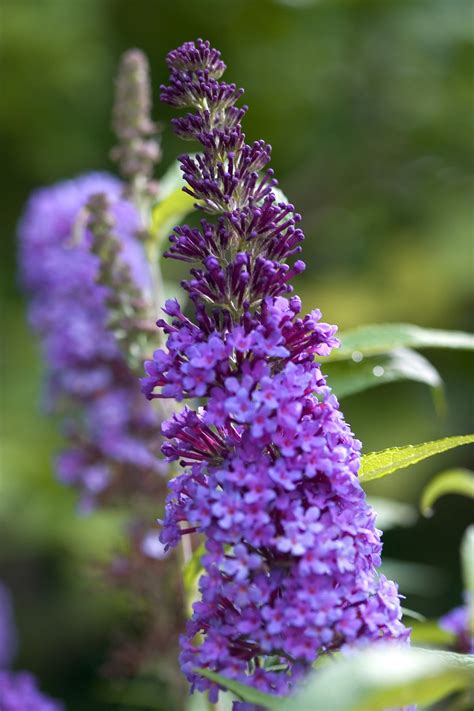 Maybe you would like to learn more about one of these? English Butterfly™ Purple Emperor™ - Butterfly Bush ...